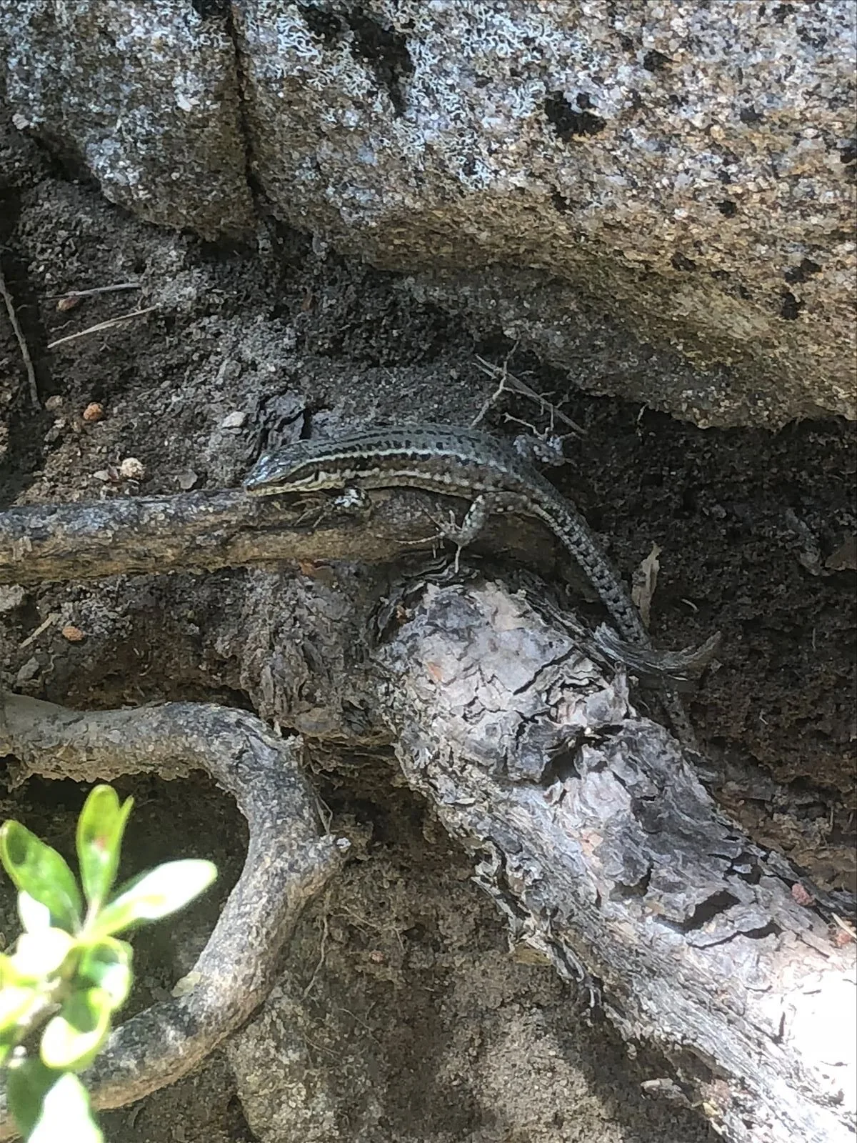 Andorra: lizard
