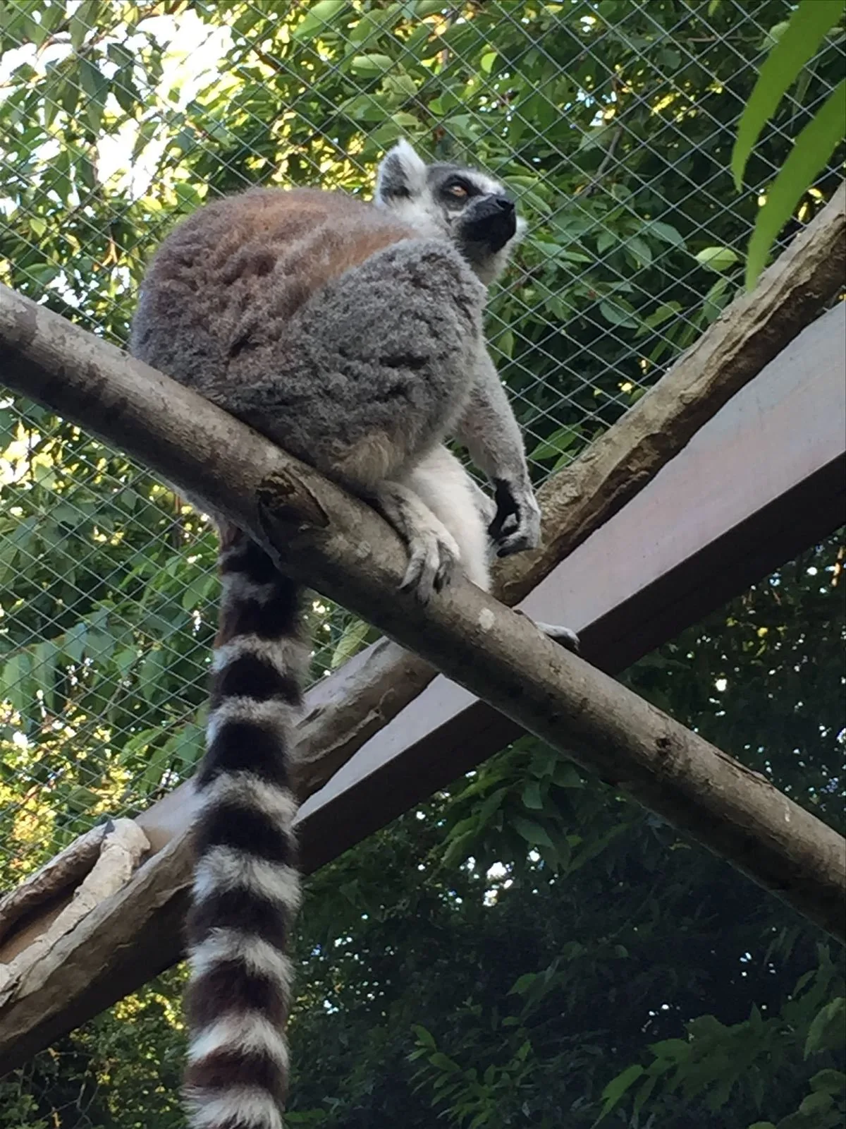 Lemur at London Zoo