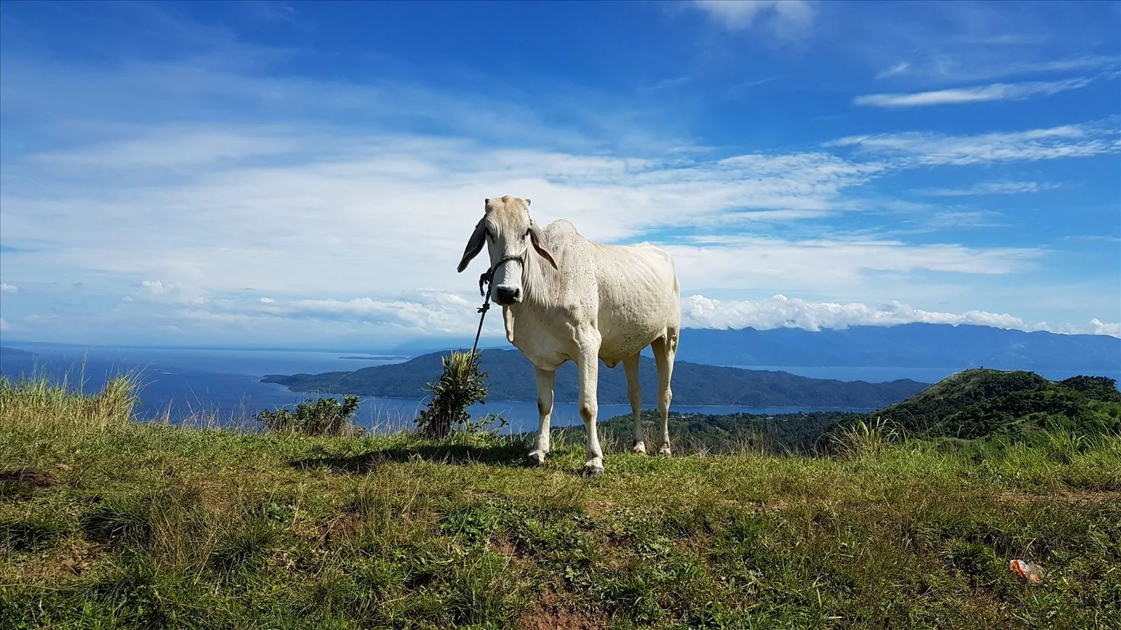 Mountain landscape with a goat in Luzon