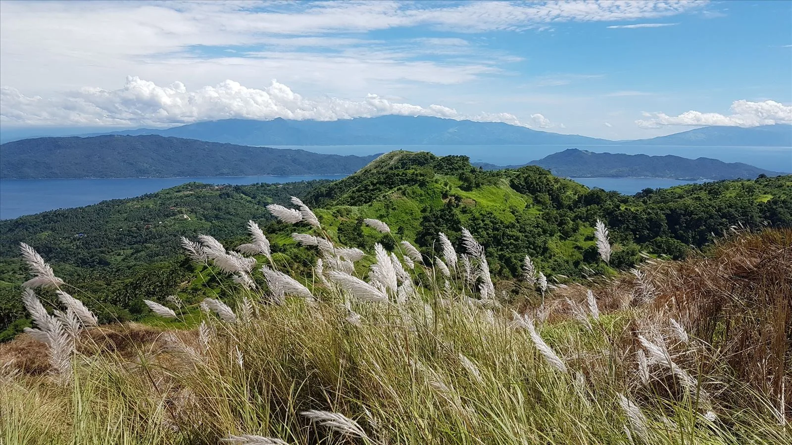 Meadows with feather grass in the Philippines