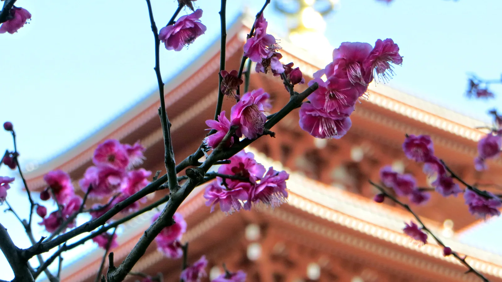 Япония 🌸