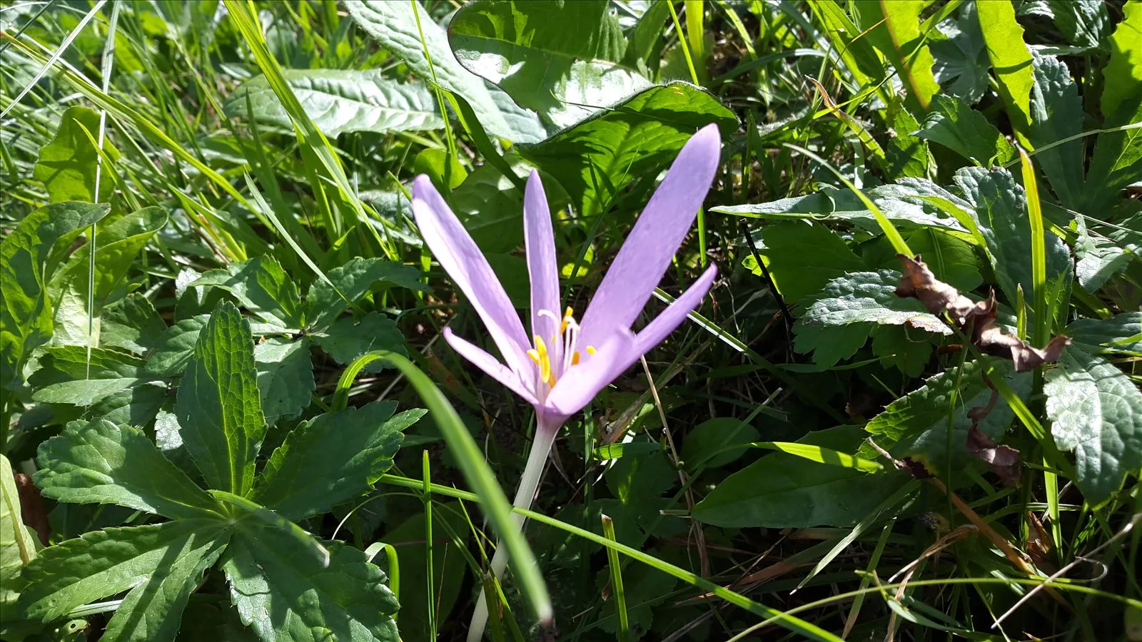 Crocus flower in Liechtenstein