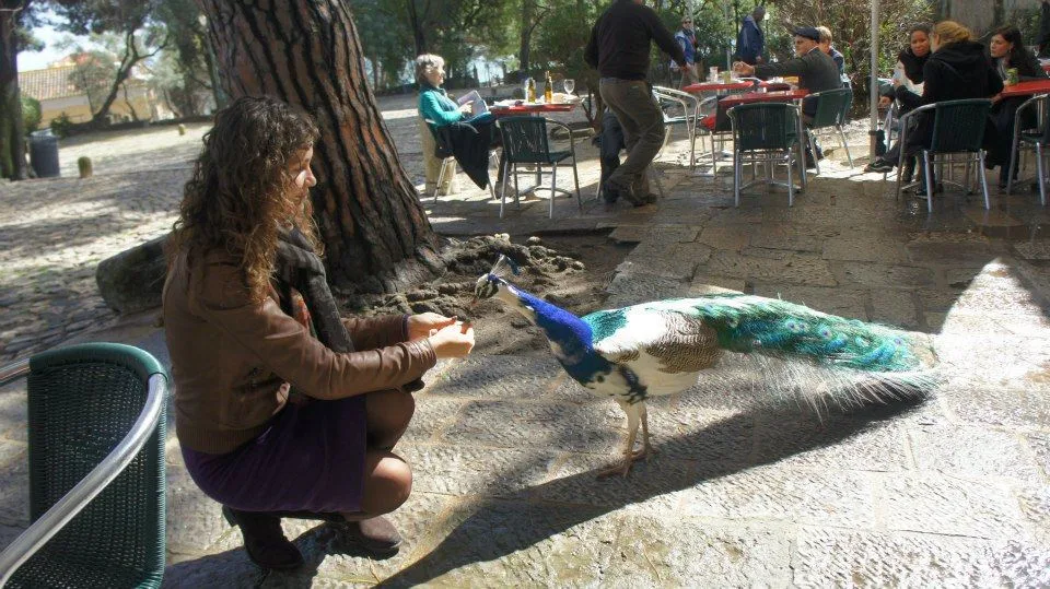 Tourist feeding a peacock by the castle