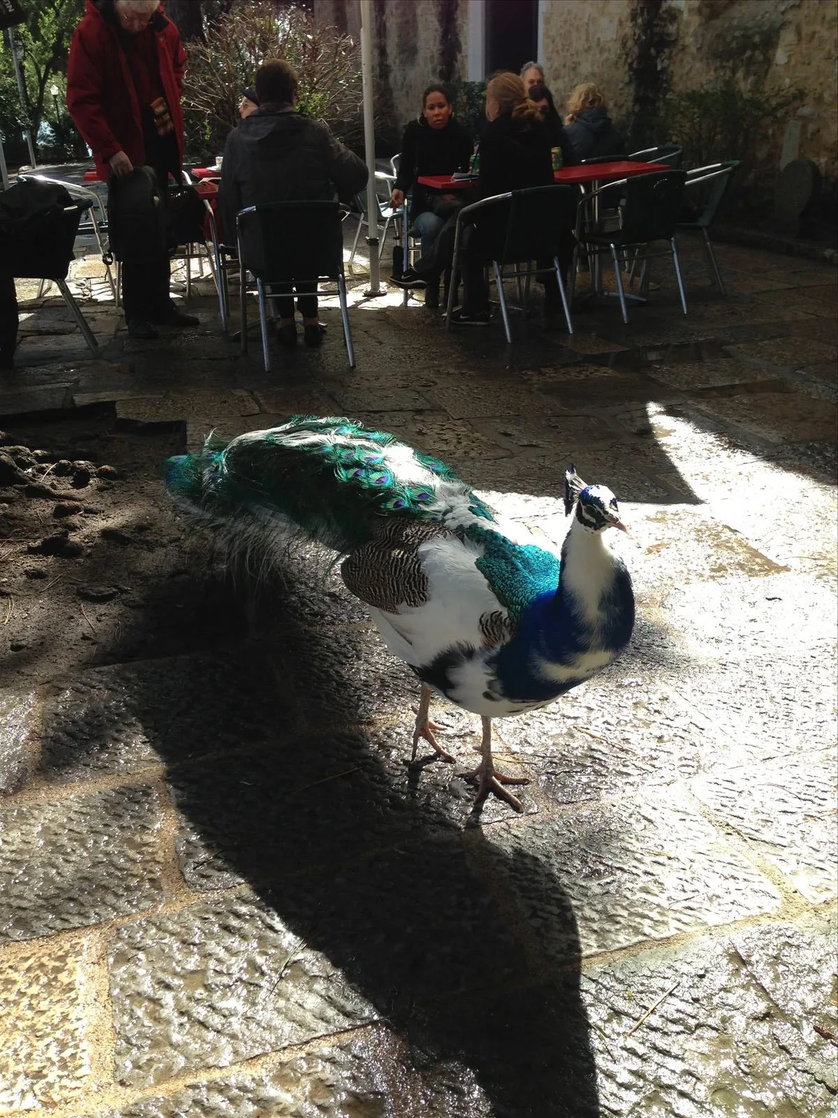 Dinner in a restaurant in Lisbon