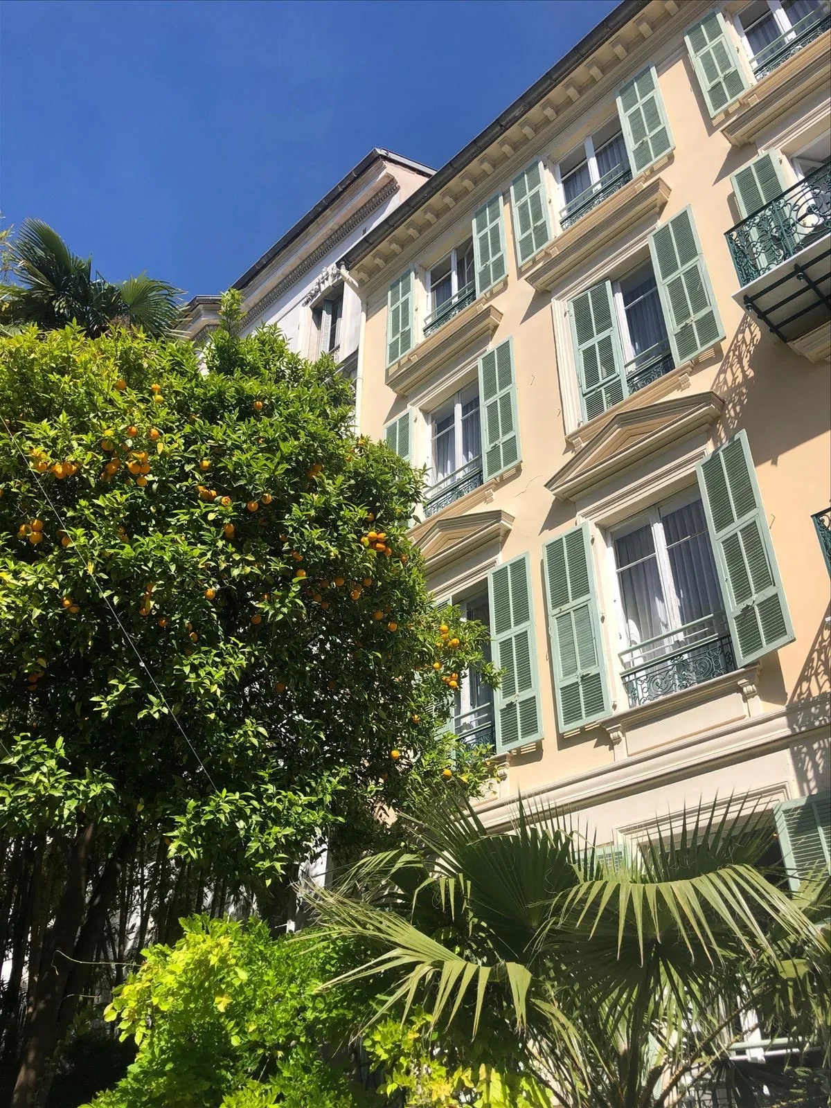 Orange tree in Nice garden