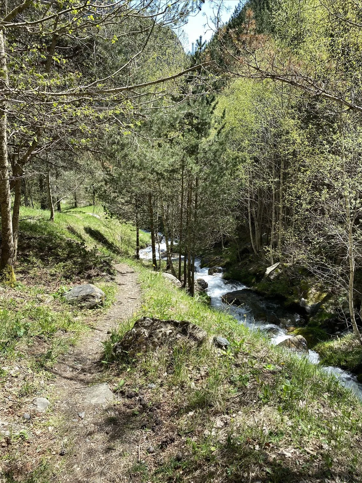 Forest stream in Andorra in summer