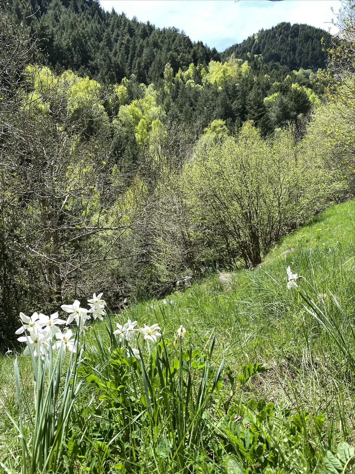 Meadow with wild lilies in the Andorran mountains
