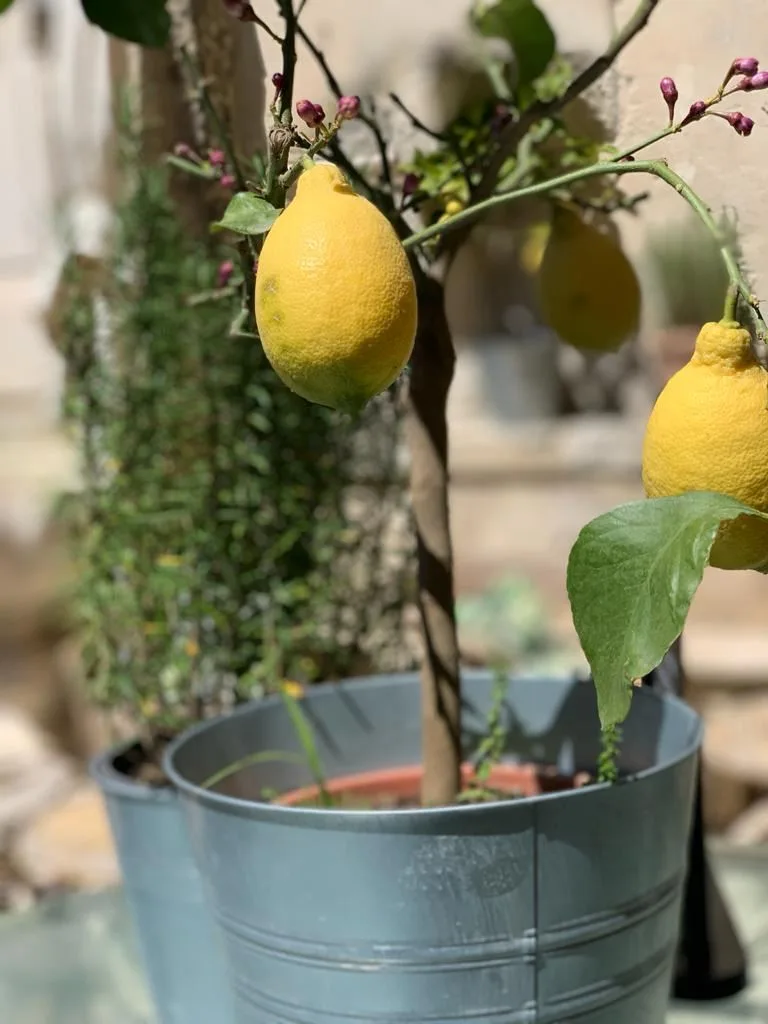 Lemons on branch in Provençal garden