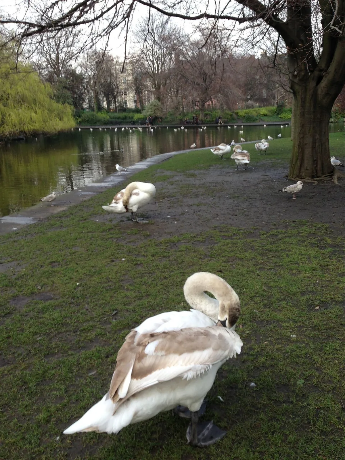 Swans on pond in Dublin park