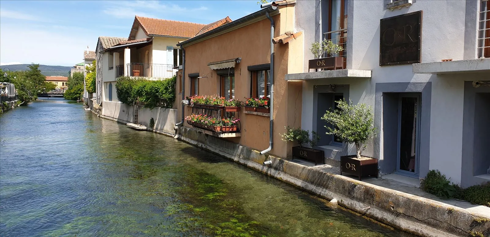 Houses with ivy by the canal