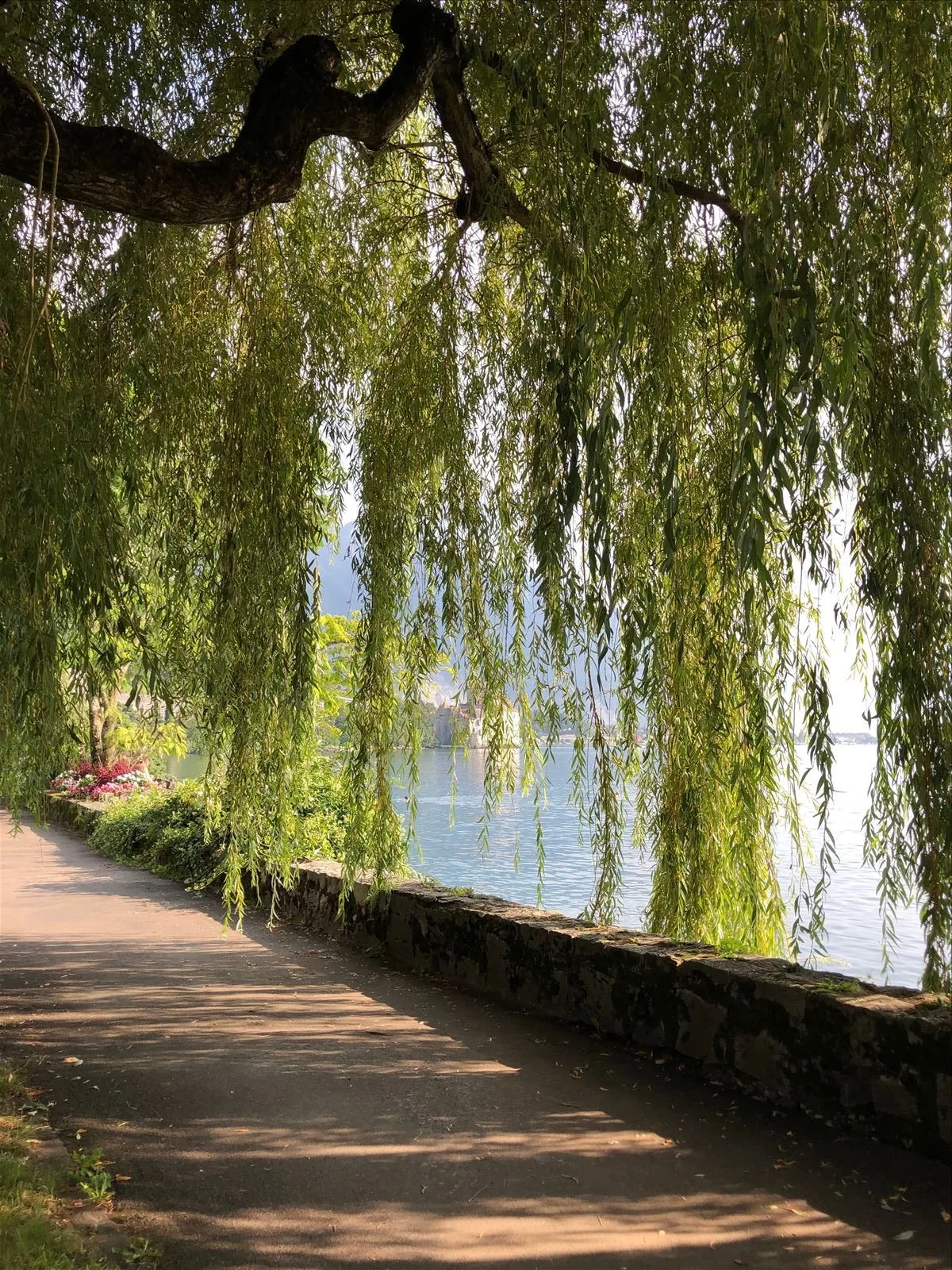 Weeping willows by Montreux promenade