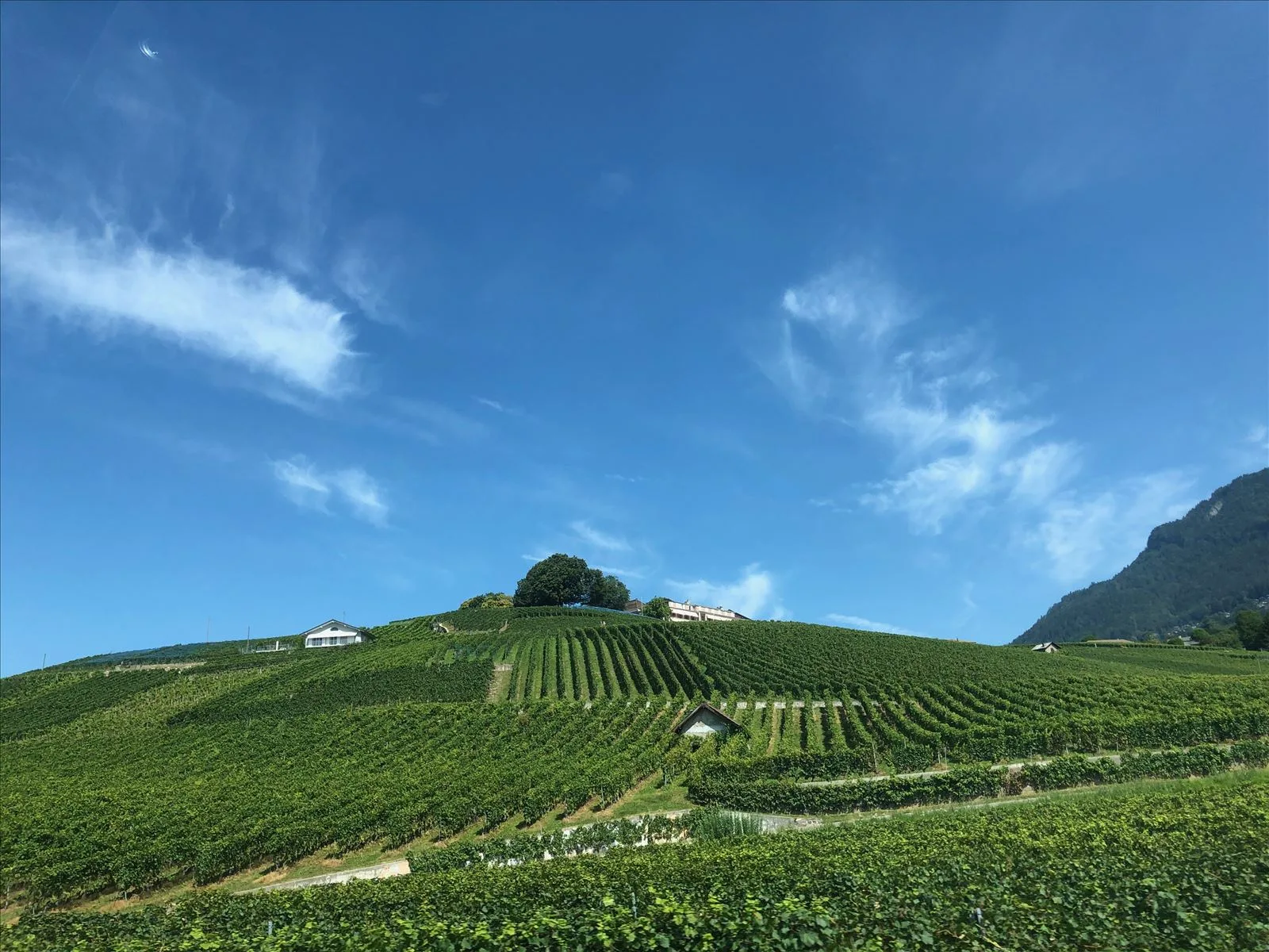 Vineyards above Lake Geneva