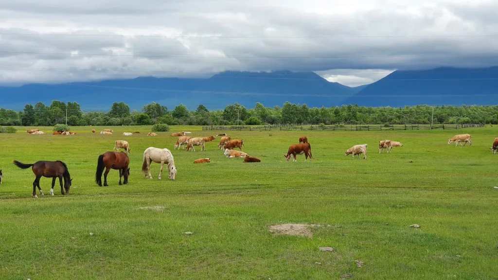 Луг с лошадьми у берега Байкала