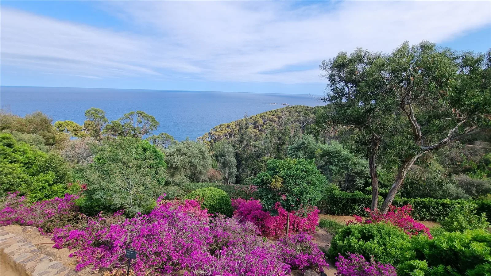 Цветущая бугенвиллея в саду Cap Roig