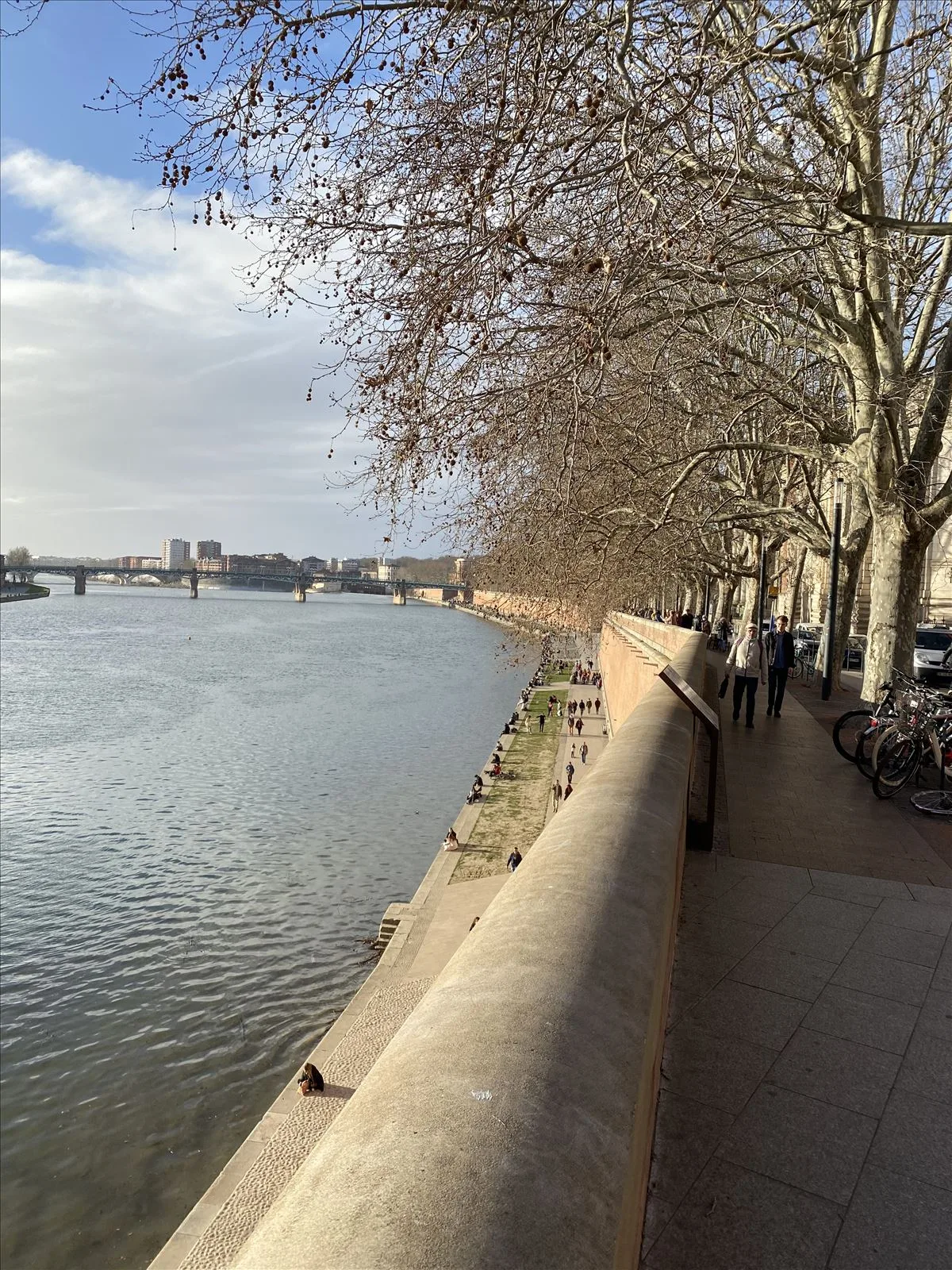 Garonne promenade - swans on river