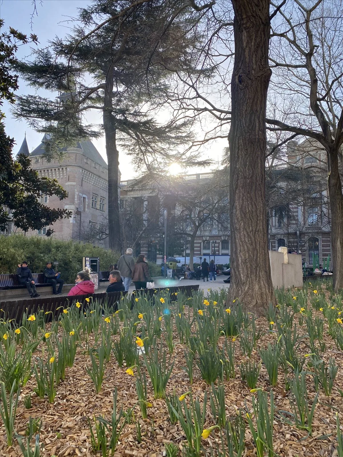 Trees in Toulouse park