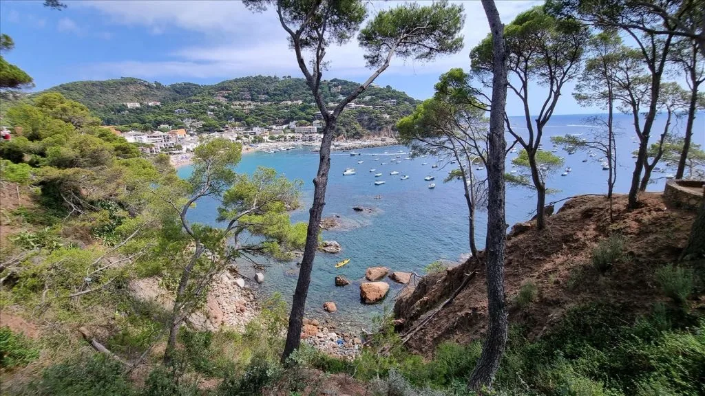 Rocky shore and pines above the sea