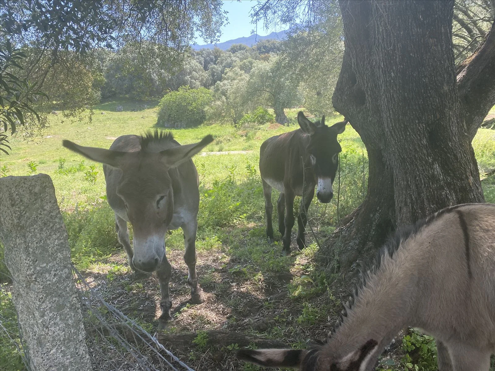 Wild boars by the road in Corsica