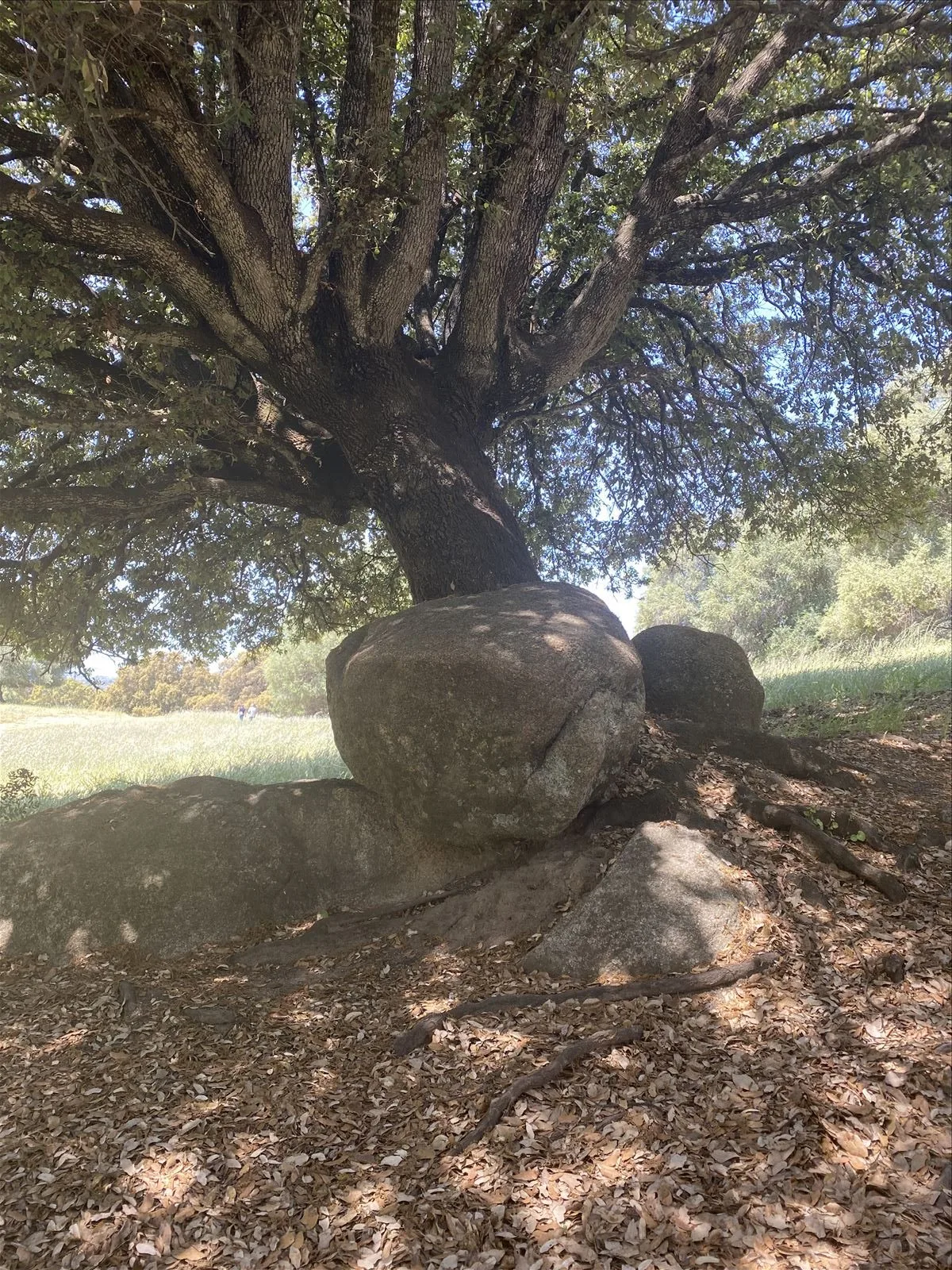 Excavated stone among trees