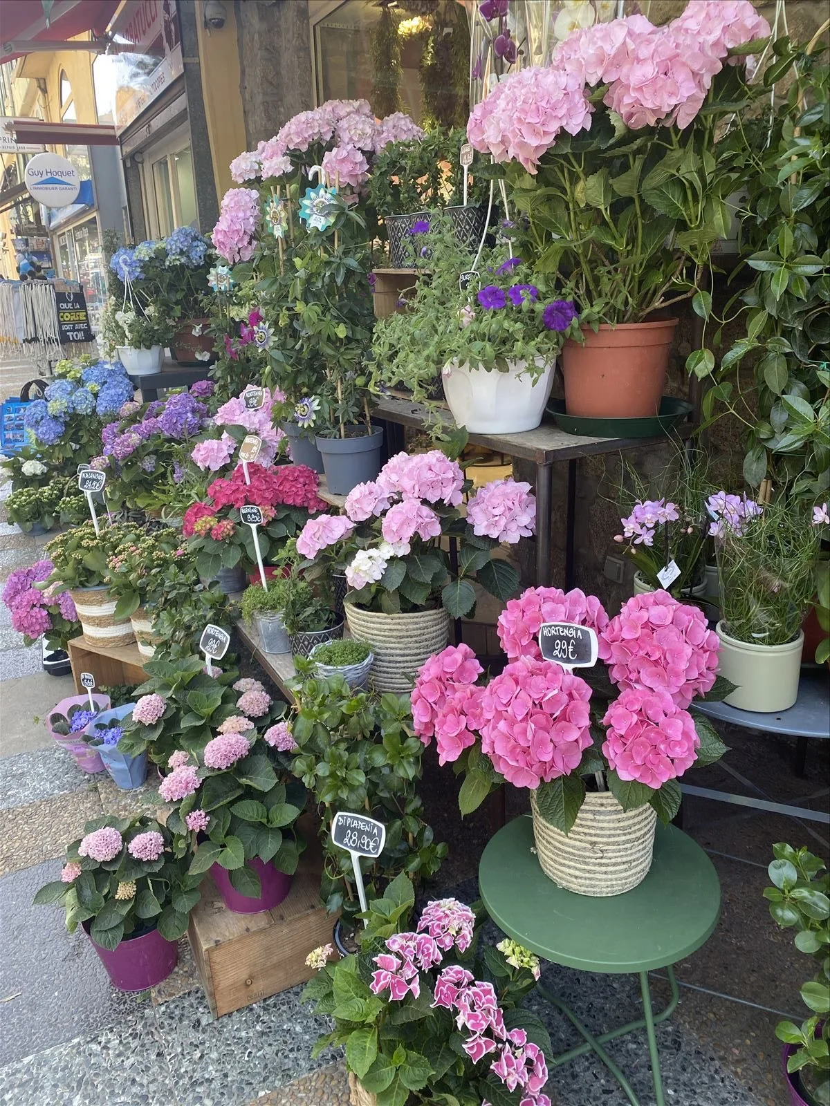 Pink flowers at a street stall in Ajaccio