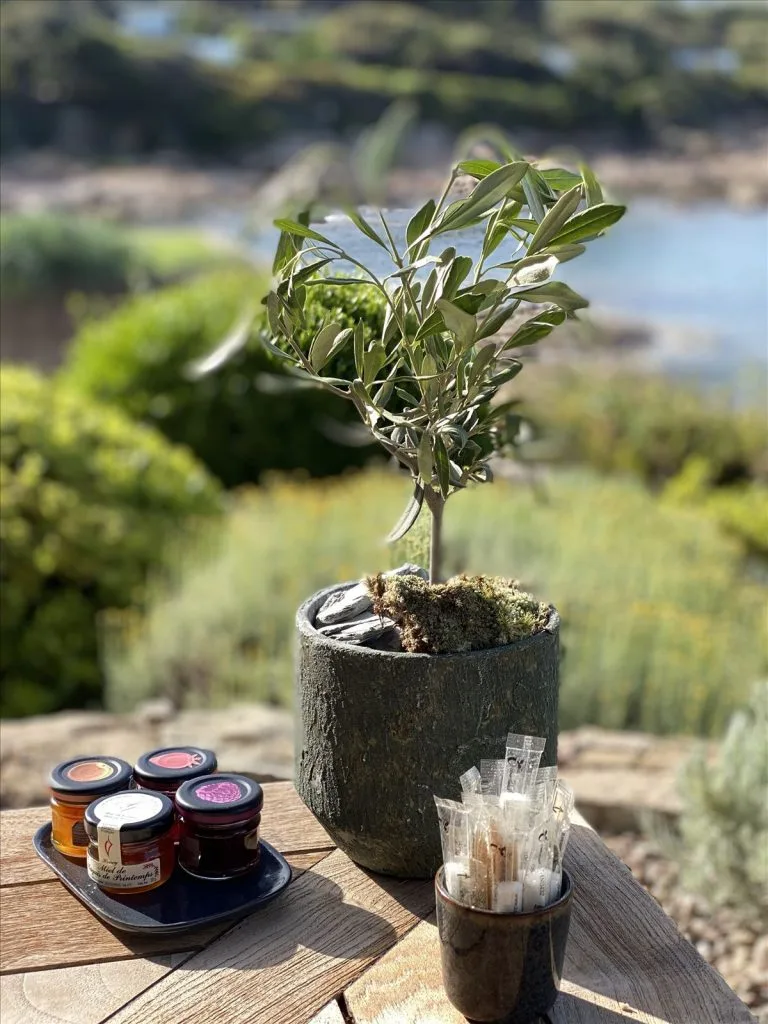 Young olive tree in pot