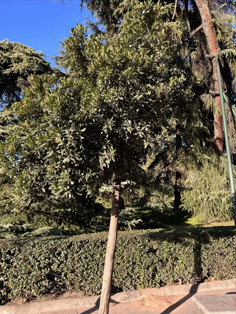 Retiro Park in Madrid, trees