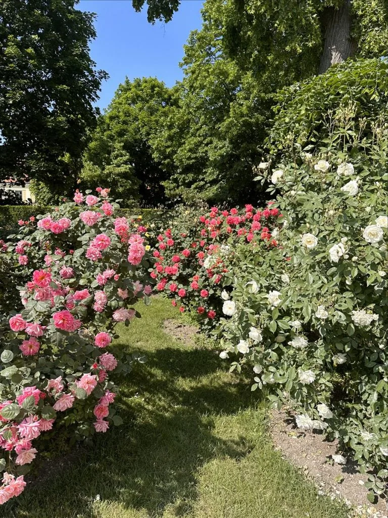 Rose garden at Schönbrunn, Vienna