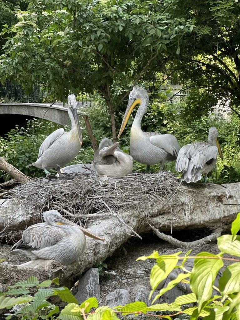 Pelicans at Schönbrunn Zoo