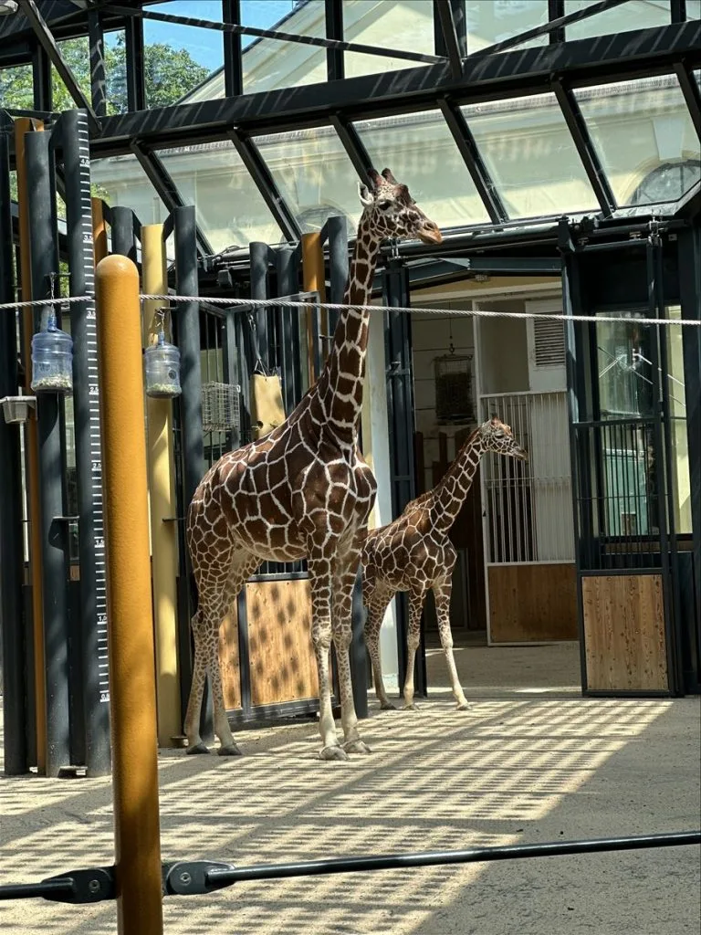 Giraffes at Schönbrunn Zoo, Vienna