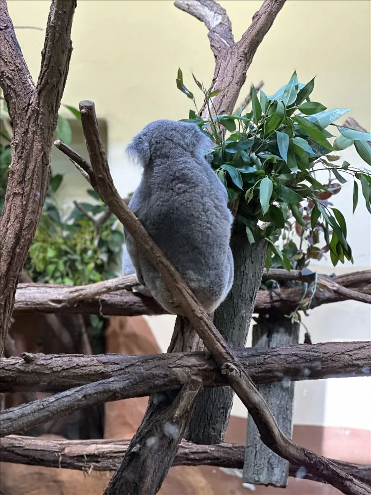 Koala on a branch in Vienna Zoo