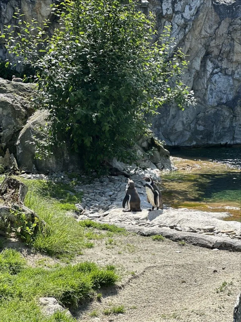 Penguins by the water at Vienna Zoo