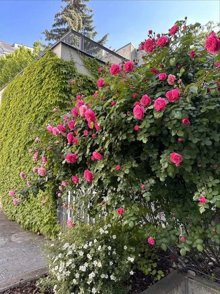 Roses in a garden in Vienna