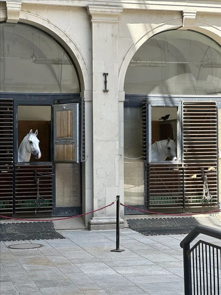 Horse in stall at the Spanish Riding School