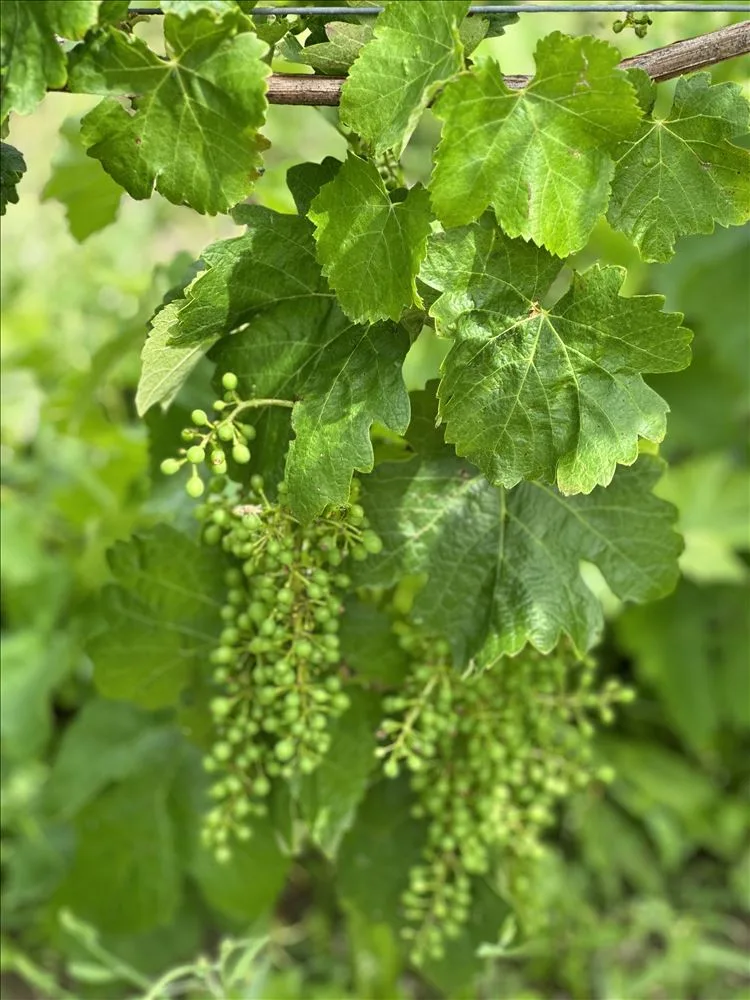 Green grape leaves on the vine, South Africa